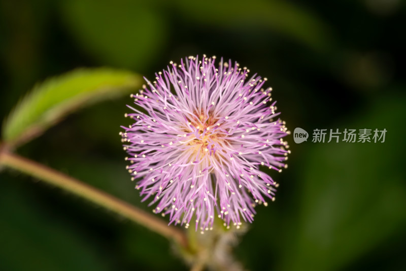 特写镜头下的含羞草紫色绒球状花朵