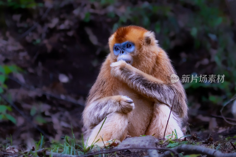 川金丝猴