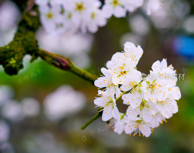 鲜花花朵花卉花树