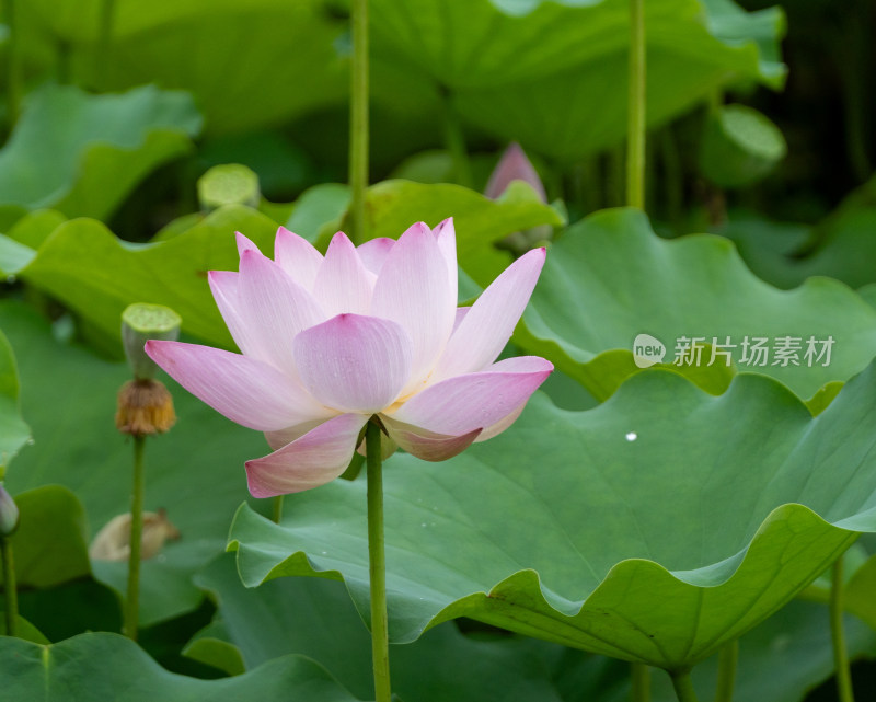 粉色荷花特写镜头