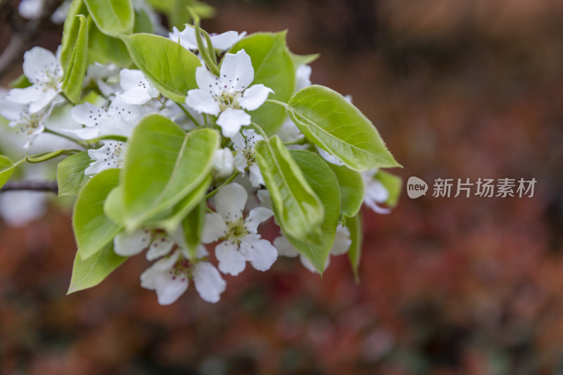 花卉植物梨花春季