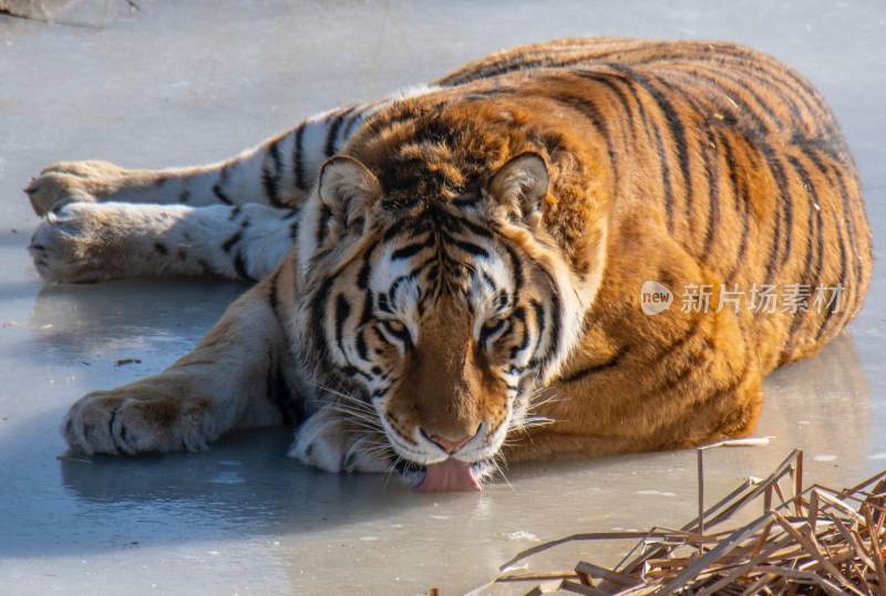 野生动物老虎食肉动物狩猎者