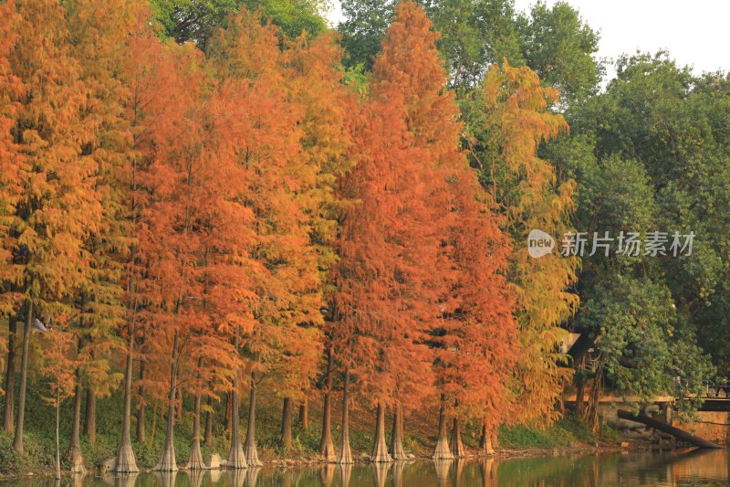 水边一排色彩斑斓的红杉树风景