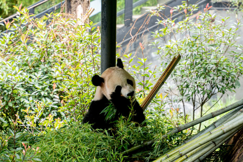 公园里的熊猫在吃竹子