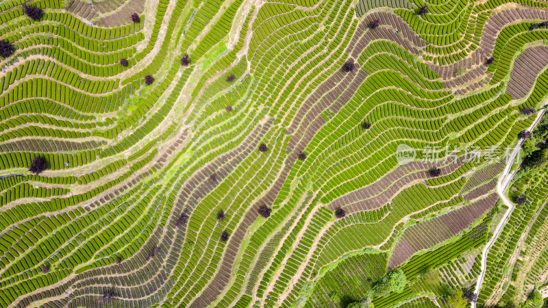 大自然茶园茶叶茶山美景景色航拍