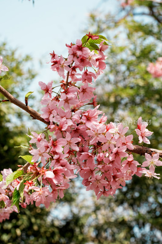 北京玉渊潭公园樱花节樱花