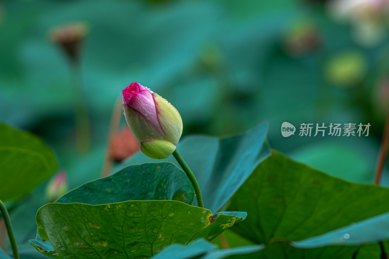 雨露滋润的荷花