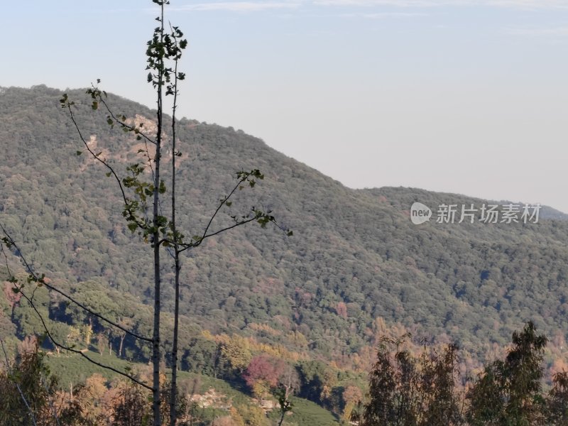 山林景观，树木茂盛的自然景象