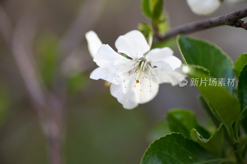 春季盛开的梨花