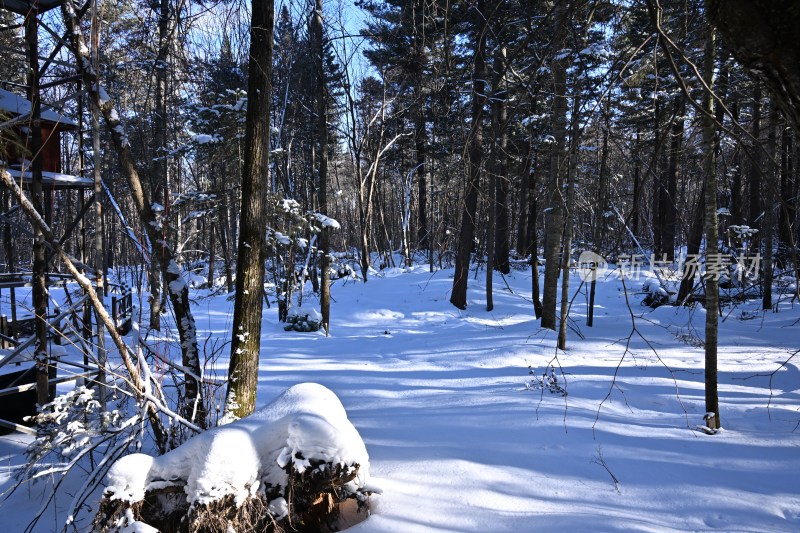 积雪覆盖的树林冬日雪景