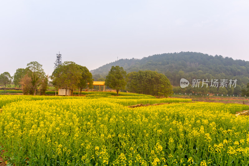 武汉东湖油菜花花海