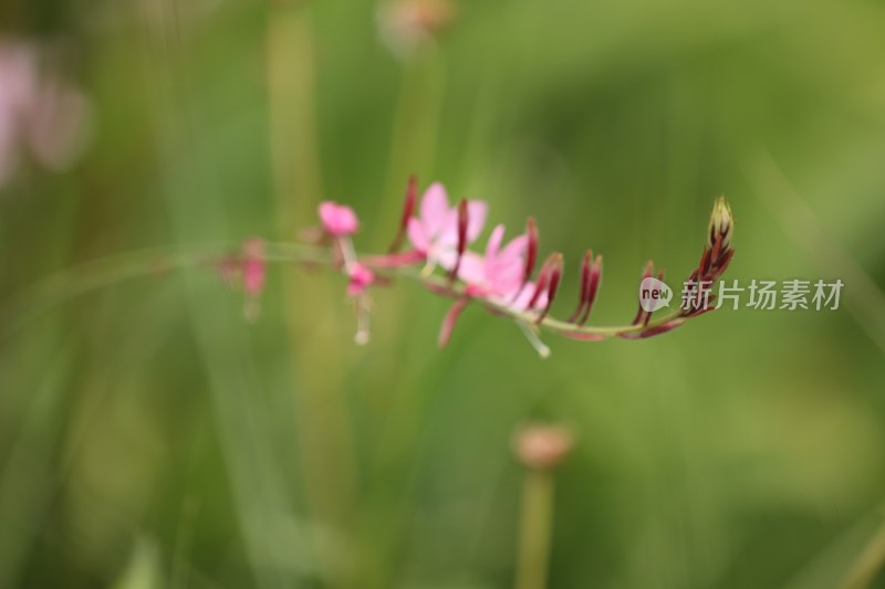 千鸟花系列