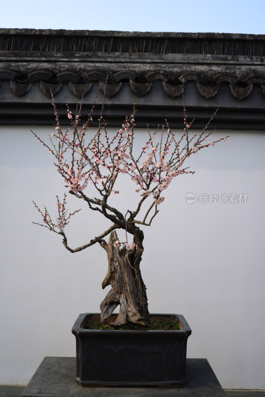 杭州植物园盆栽园里的梅花盆摘