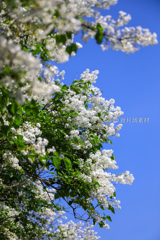 春天四月丁香花花卉开放治愈清新