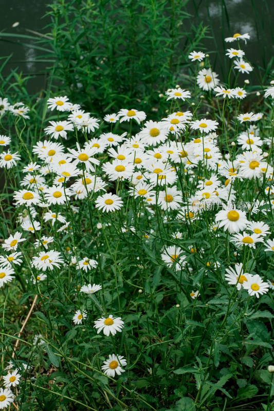 北京北坞公园雏菊