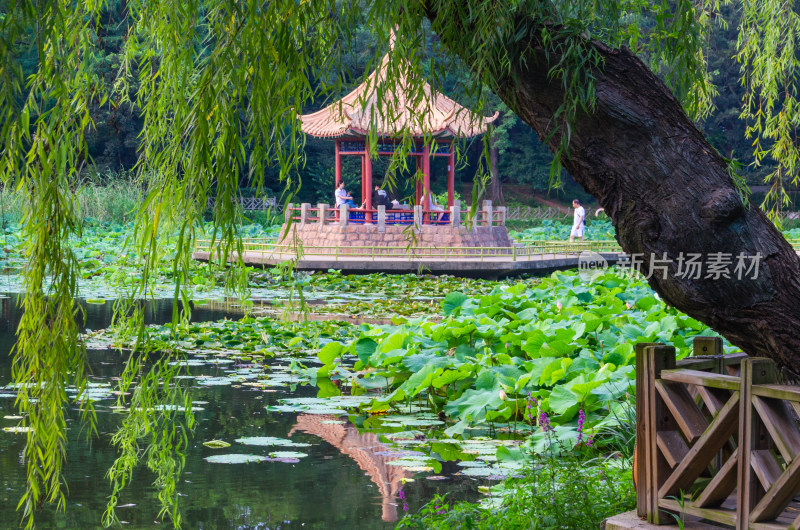 青岛中山公园小西湖的风景