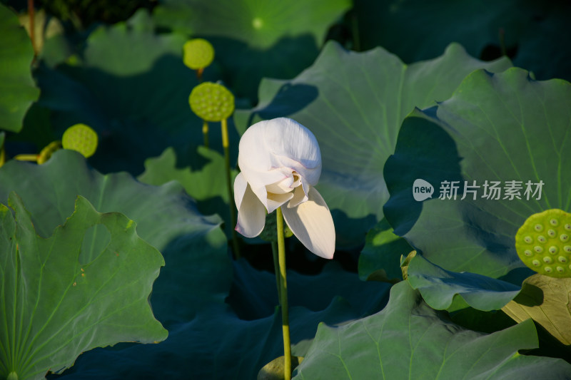 夏日的福州金山公园荷花