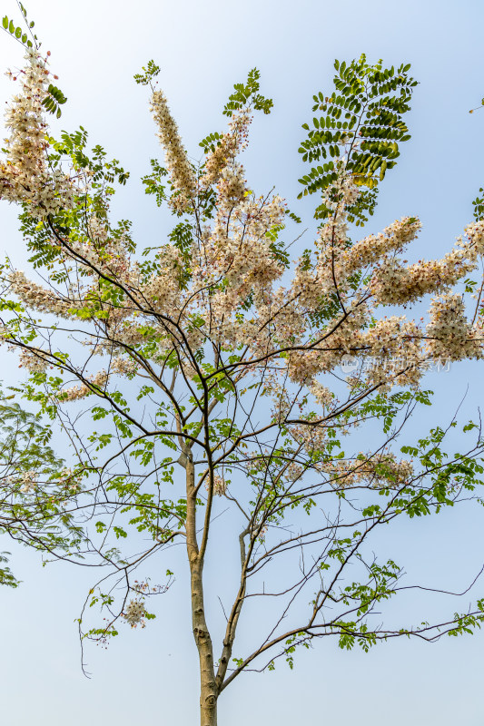 花旗木（泰国樱花）