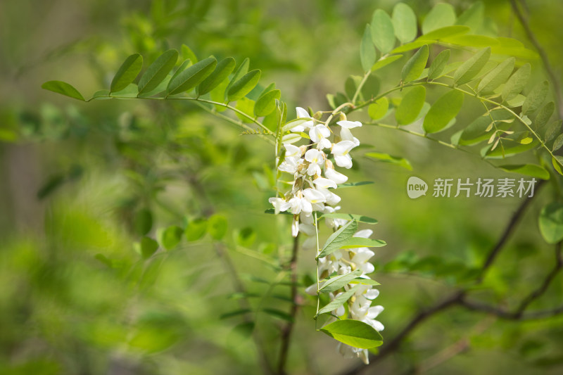 开放旺盛的洋槐花