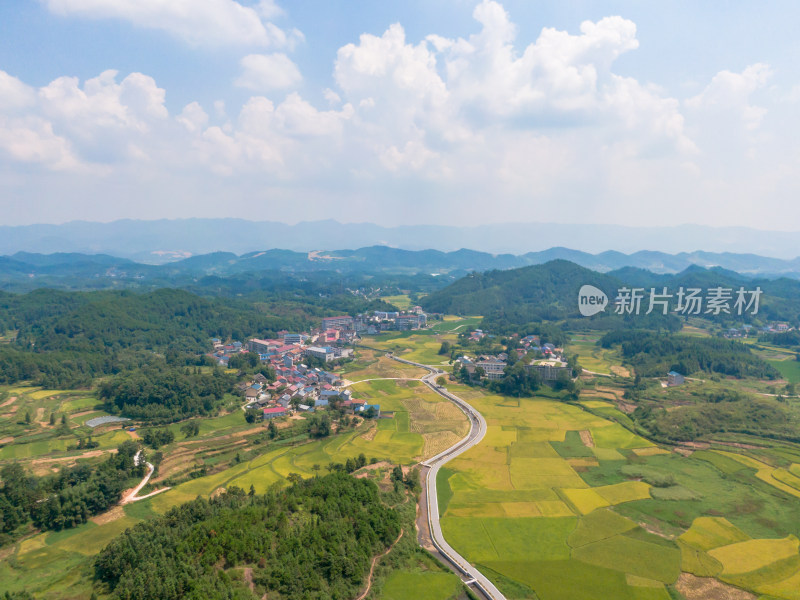 丘陵地貌金黄稻田农业种植航拍摄影图