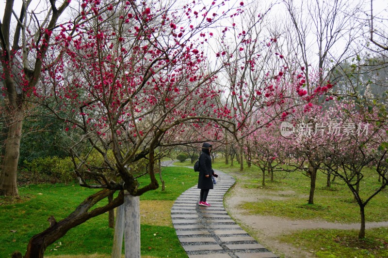 梅与梅花 南京梅花山