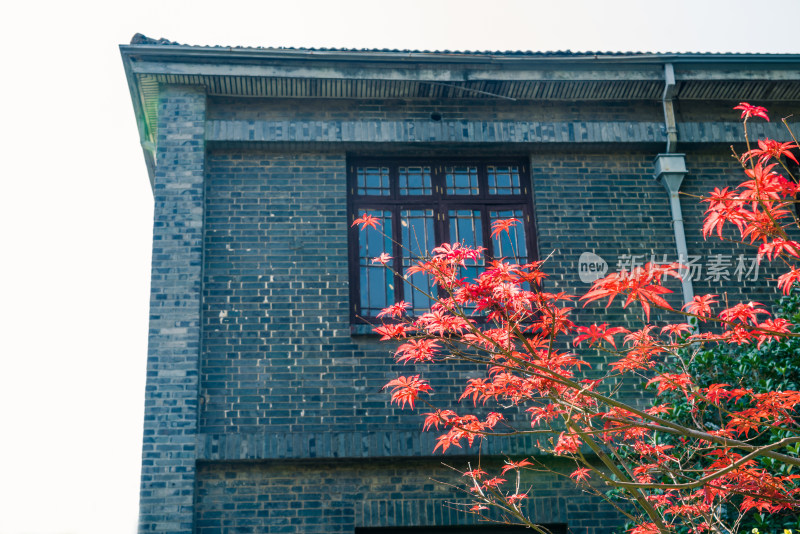 南京总统府内景青砖建筑旁红叶树枝的景致