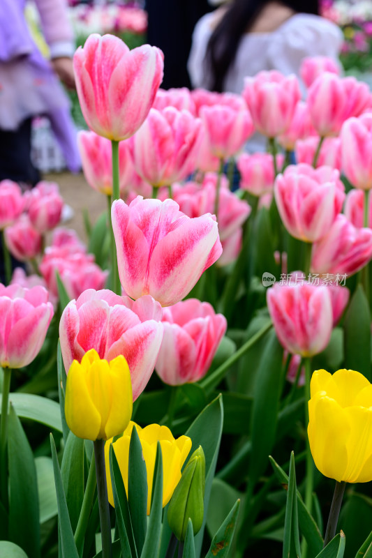 郁金香花卉景观