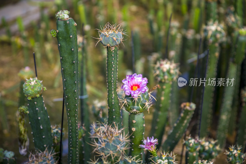 花花草草仙人植物