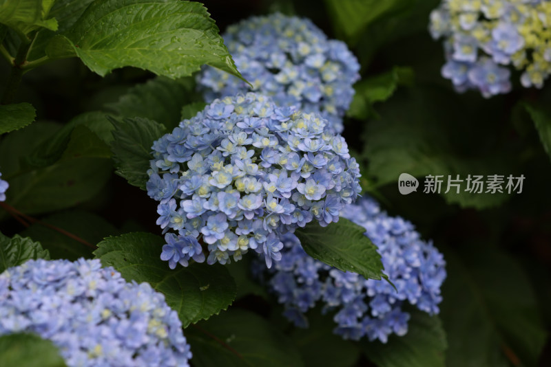 夏天盛开的蓝色绣球花特写