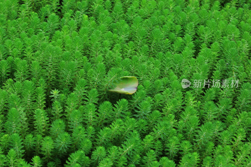 春天净水植物狐尾藻绿色背景