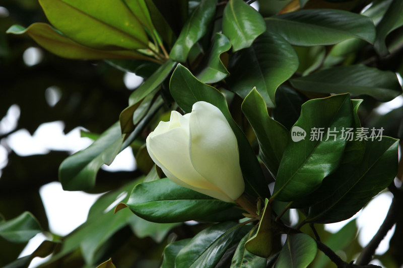 夏天盛开的白色木兰花