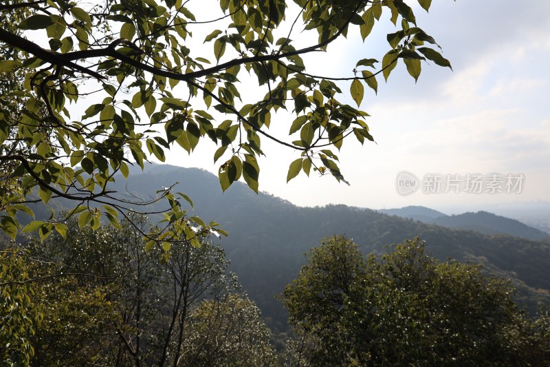 山林间枝叶映衬远处山峦