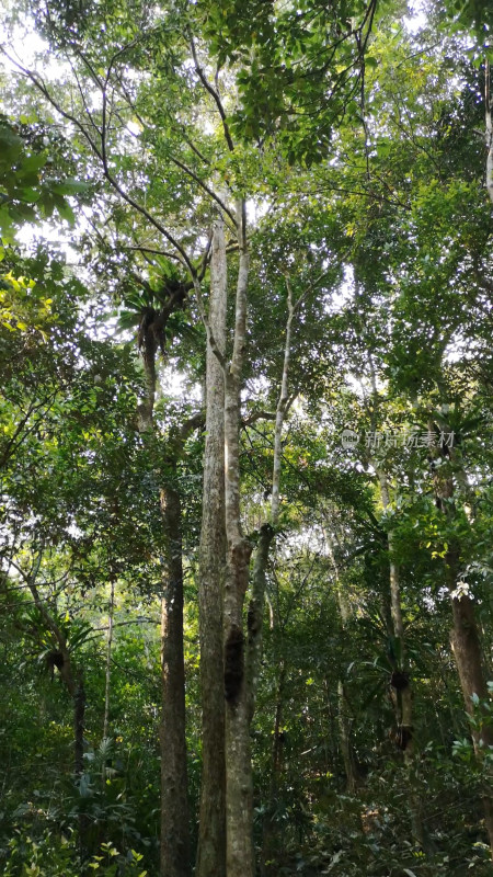 海南槟榔谷树木植被风景自然