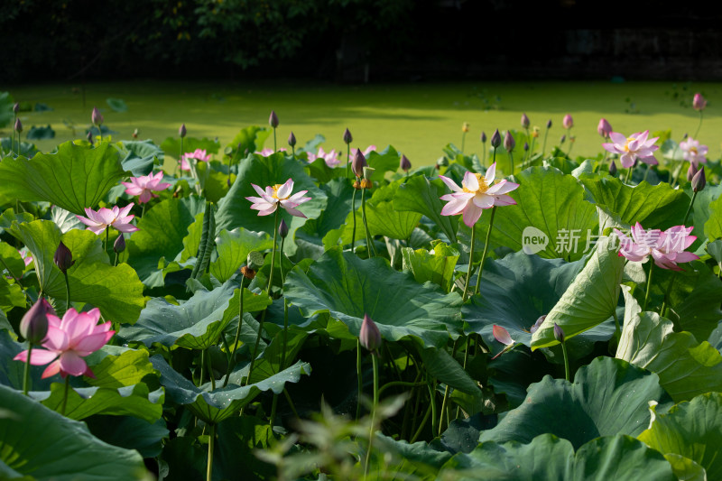 池塘里清新自然荷花