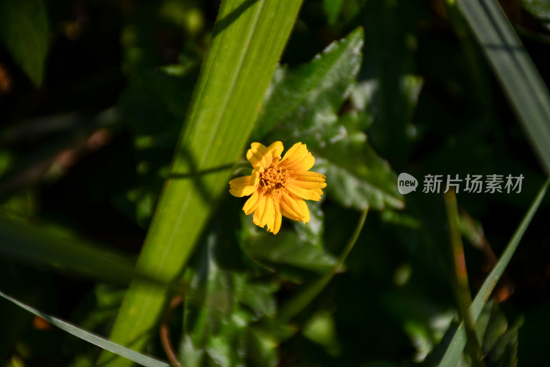 黄色小花特写