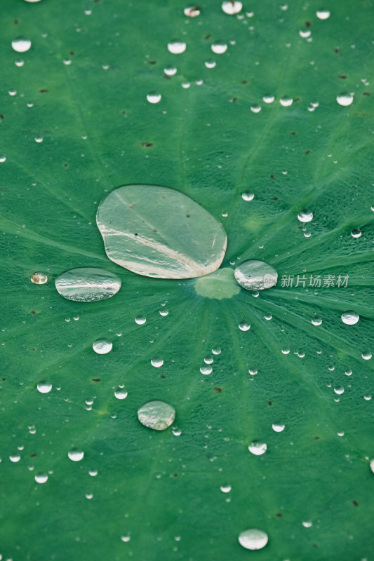 夏日雨后荷花上的雨水水滴