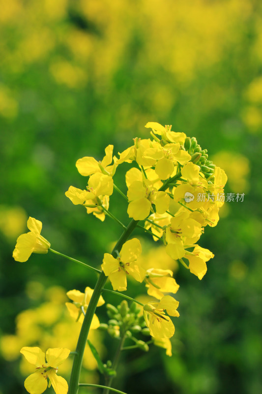 油菜花盛开