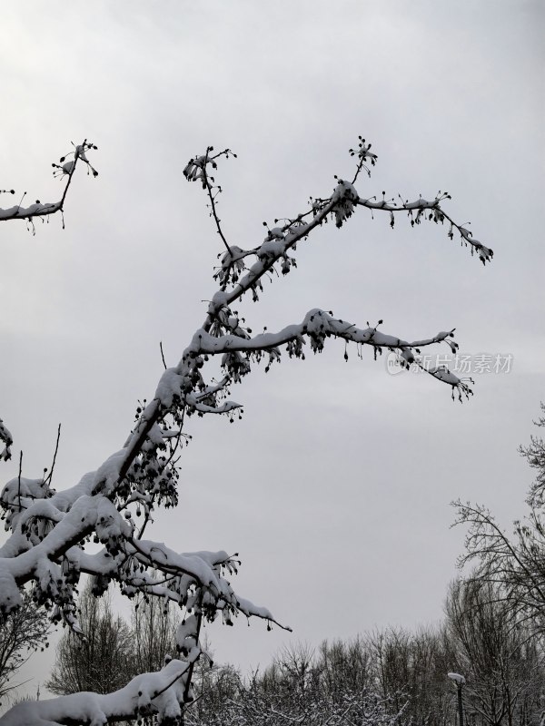 冬季户外树枝覆盖厚厚积雪景象