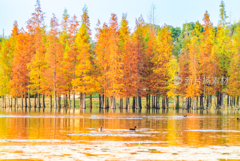 成都白鹭湾湿地公园水杉秋景