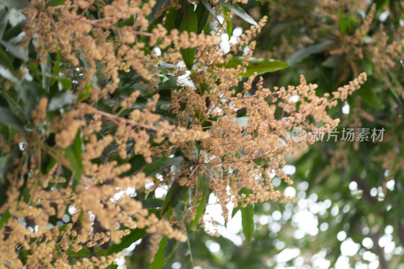 春天芒果花