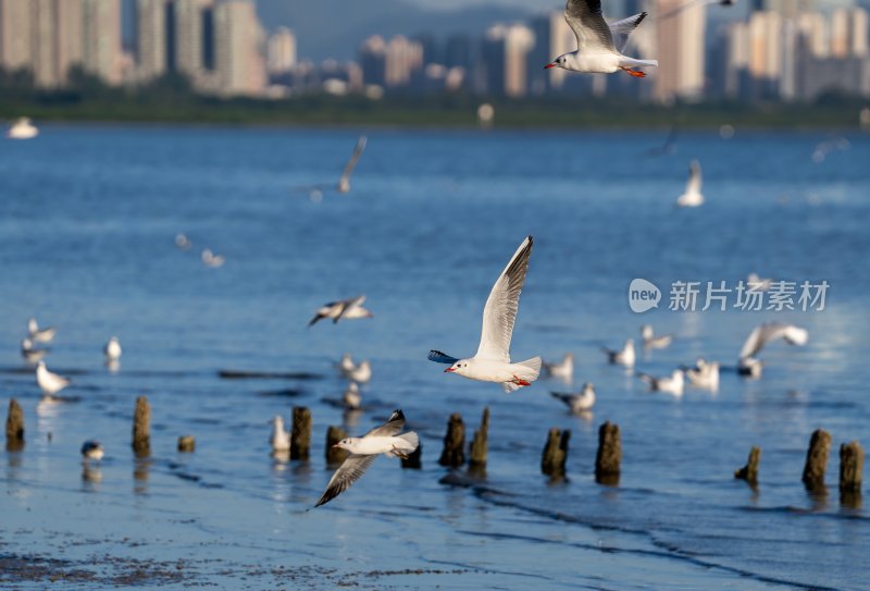 深圳湾海鸥在海面上方飞翔