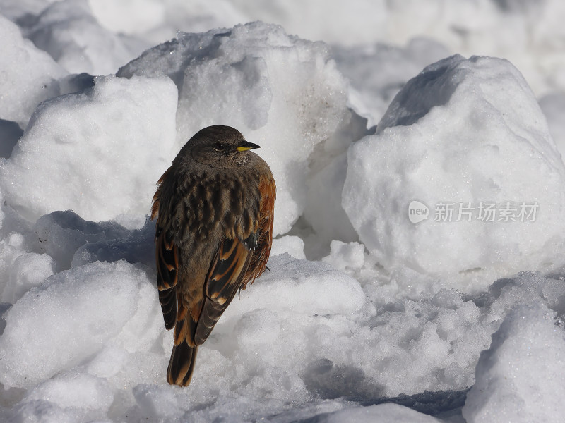 一只小鸟停留在海拔4000米的玉龙雪山上休息