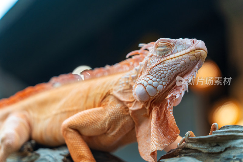 游客在清迈夜间动物园里抚摸橙色的鬣蜥