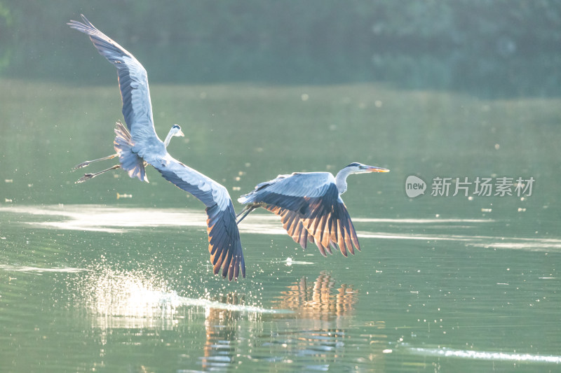 苍鹭捕食