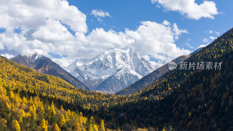 雅拉雪山秋天杉树松树彩林秋景