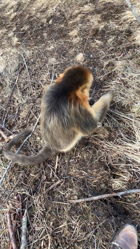 野生动物金丝猴