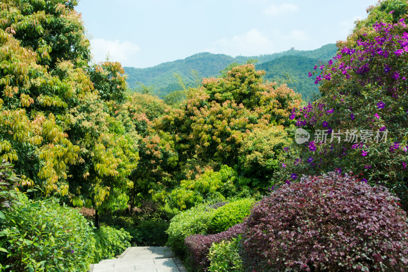 东莞大屏嶂森林公园