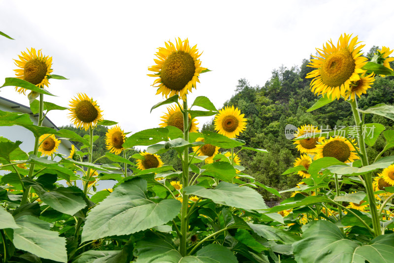 美丽田野田园太阳花葵花花朵向日葵