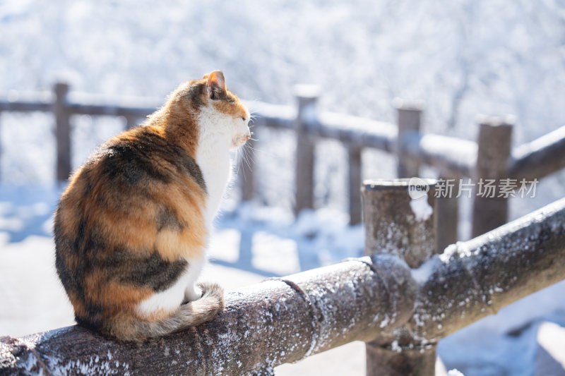 雪地中坐着的橘白相间猫咪