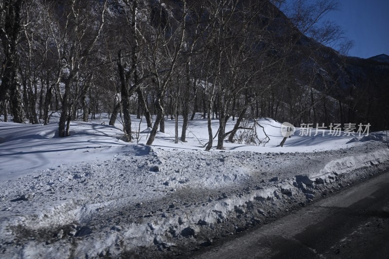 积雪覆盖的林间道路冬日景象